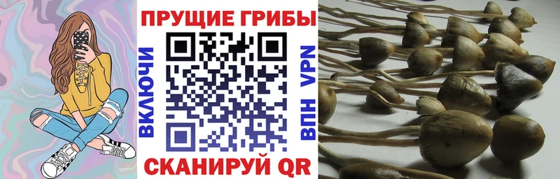 hydra онион  купить наркотики сайты  Минусинск  Псилоцибиновые грибы Cubensis 